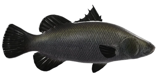 Barramundi Fish